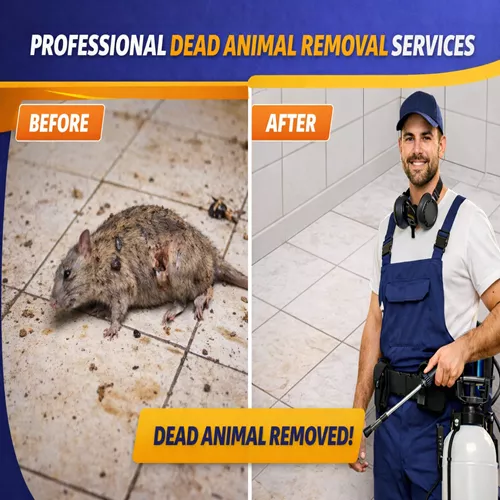 Dead Animal Removal Services Before and After