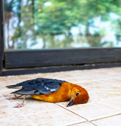 Box Hill Dead Animal Removal