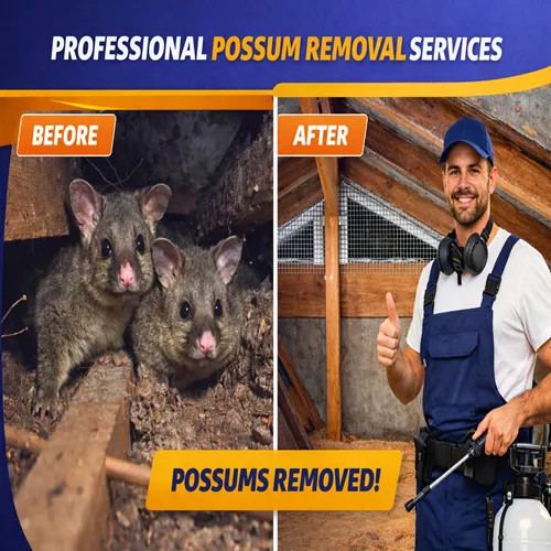 Possum Removal Services Before and After