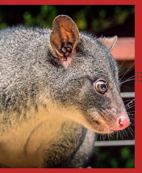Possum Removal Box Hill